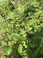 Rhamnus cathartica