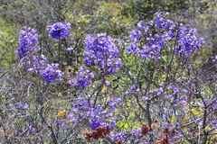 Jacaranda brasiliana