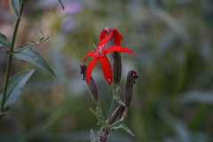 Silene regia