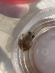 Eleutherodactylus campi