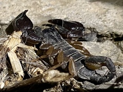 Euscorpius