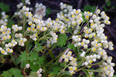 Pseudognaphalium californicum