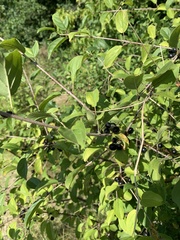 Rhamnus cathartica