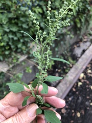 Chenopodium ficifolium