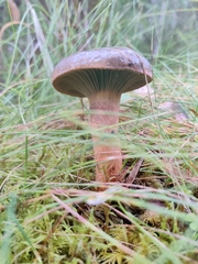 Chroogomphus rutilus