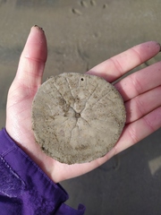 Dendraster excentricus