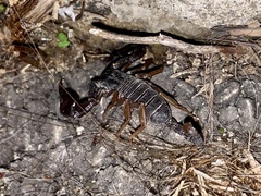 Euscorpius