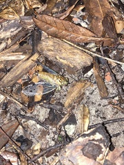 Neocicada hieroglyphica