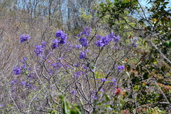 Jacaranda brasiliana