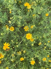 Thymophylla tenuiloba