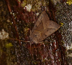 Mesogona oxalina
