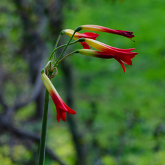 Phycella cyrtanthoides