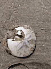 Dendraster excentricus