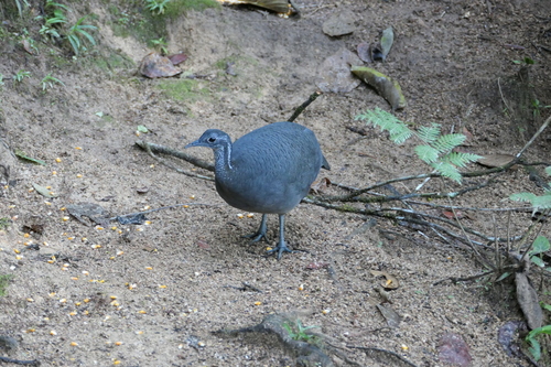 Grey Tinamou (Tinamus tao), photo 7