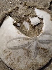 Dendraster excentricus