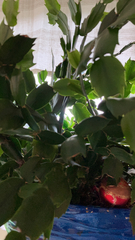 Schlumbergera truncata