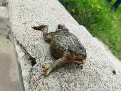 Incilius occidentalis
