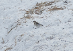 Plectrophenax nivalis