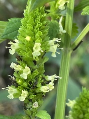 Agastache