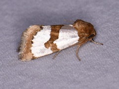 Schinia chrysellus