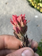 Castilleja parviflora oreopola