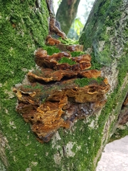 Inonotus hispidus