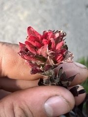 Castilleja parviflora oreopola