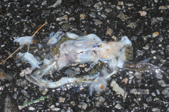 Lithobates clamitans