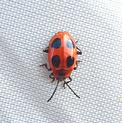 Endomychus coccineus