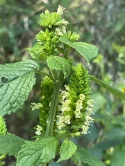 Agastache