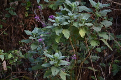 Teucrium betonicum