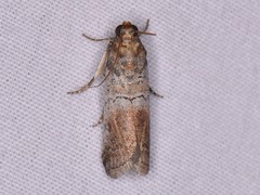 Chararica hystriculella