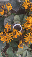 Limenitis arthemis arthemis