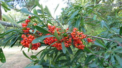 Pyracantha fortuneana