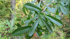 Pyracantha fortuneana