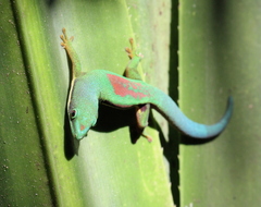 Phelsuma lineata