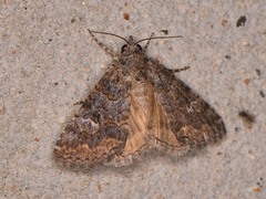 Eubolina impartialis