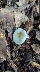 Russula sororia