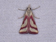 Microtheoris vibicalis