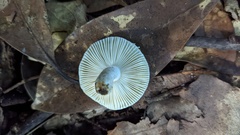 Russula sororia