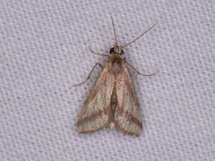 Microtheoris vibicalis