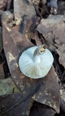 Russula sororia