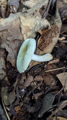Russula sororia