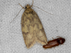 Oligoloba severa