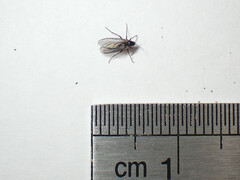 Sciaridae
