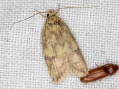 Oligoloba severa
