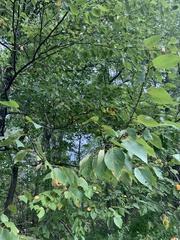 Betula alleghaniensis