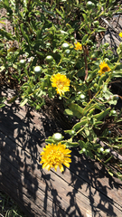 Grindelia stricta