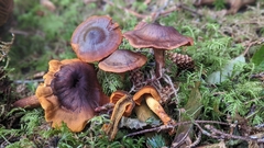 Cortinarius cinnamomeus