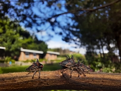 Umbonia crassicornis